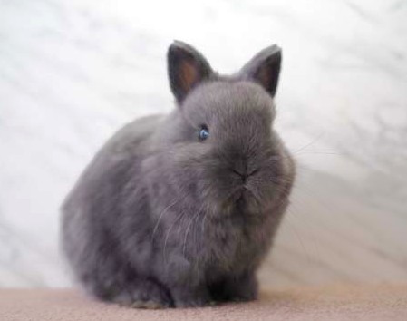 ベビーの紹介 - うさぎ星 - 大阪のうさぎ専門店